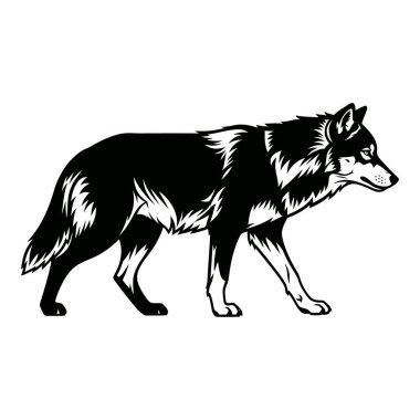 Görkemli Yalnız Kurt Silueti Beyaz Arkaplanda Yürüyor