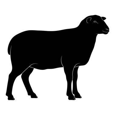 Bir Tarlada Sessizce Duran Koyunun Ayrıntılı Silueti