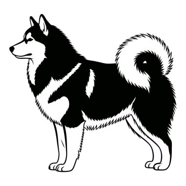 Görkemli Alaska Malamute Üreme Özelliklerini Gururla Gösteriyor