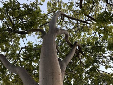 Key West 'teki bu ağaca bayılırdım, FL