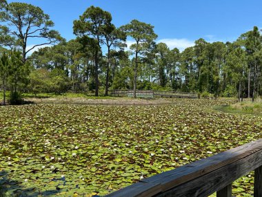 Water lilies on dune lake in Florida panhandle clipart