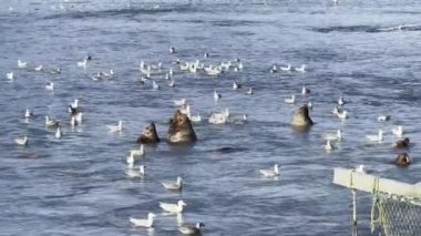 Valdez, Alaska somon şöleni kuluçka yerinde.