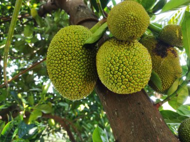Ağaçta büyüyen Jackfruit 'in yakın çekimi. Ağaçta yetişen genç Jackson meyvelerinin canlı yakın çekimi meyvelerin eşsiz dokusunu ve dikenli dış görünüşünü gözler önüne seriyor.