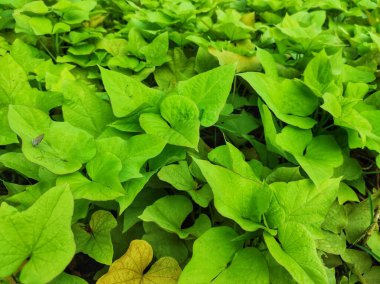 Aydınlık, parlak yeşil patates yapraklarının ya da ipomoea 'nın çarpıcı manzarası, çeşitli şekillerini ve dokularını sergiliyor.