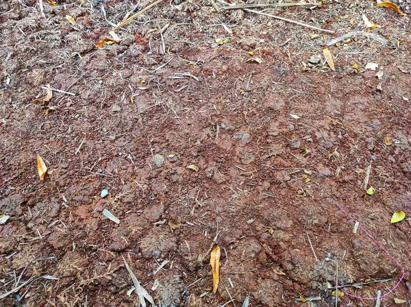 stock image Dry Earth with Leaves and Twigs: Natural Ground Texture