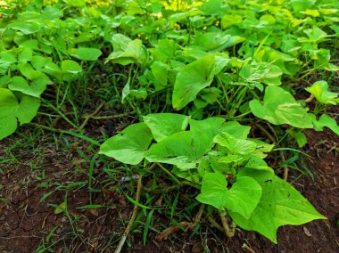Tatlı patates ya da ipomoea yapraklarını kapatın.