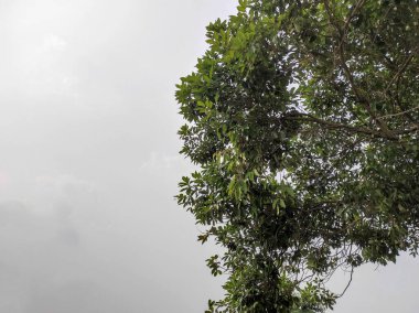 Rambutan ağaçlarının dalları rüzgarda sallanıyor arka planda gri bir gökyüzüne karşı