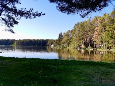 Yazın ormanın kıyısındaki göl.