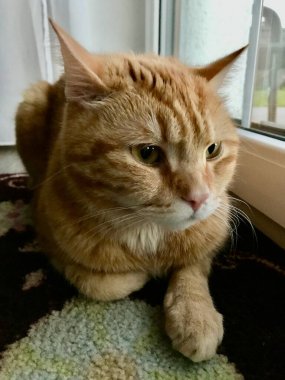 Kırmızı kedi yerde yatıyor.