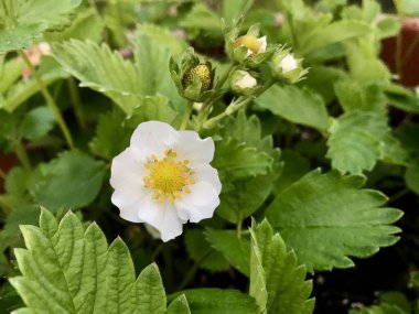 Güzel çiçekler, çiçek kavramı arka plan, çiçek açan çilekler.