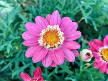 Bahçedeki güzel pembe çiçekler