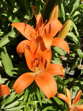 Bahçede portakal çiçeği