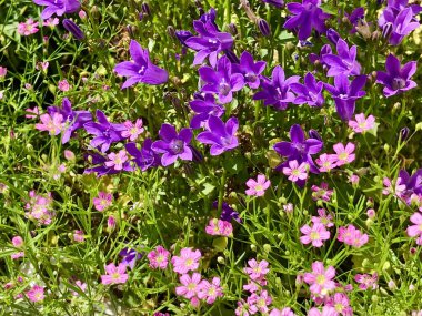 Bahçedeki güzel menekşe ve pembe çiçekler