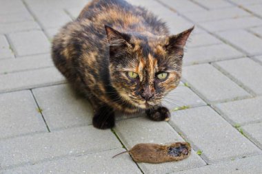 Sokaktaki kedi, fareyi yakaladı.