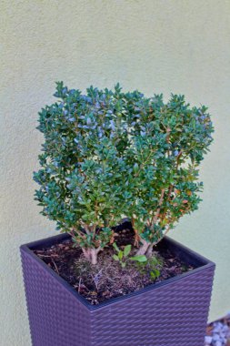 Bonsai ağacı, güzel çiçekler.