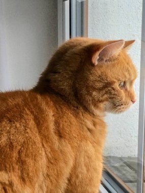 Pencerenin kenarında oturan sevimli kedi.