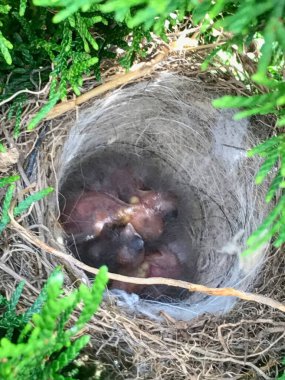 Yuvalı kuş yuvası