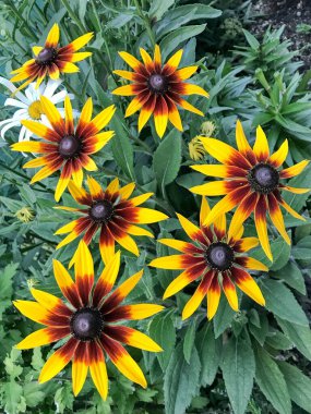 Bahçedeki güzel çiçek