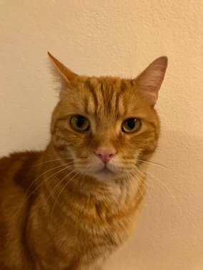 Sarı gözlü kırmızı kedinin portresi