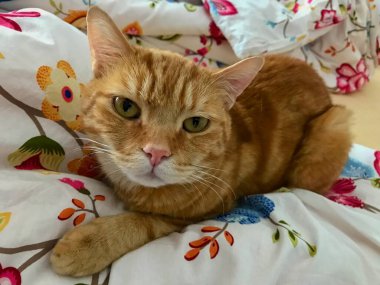 Kırmızı kedi yatakta yatıyor.