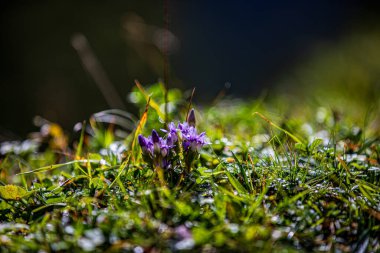 Seealpsee Schweizer Berge zu Fuss