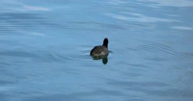 a small black swan swimming in the lake Video 8k
