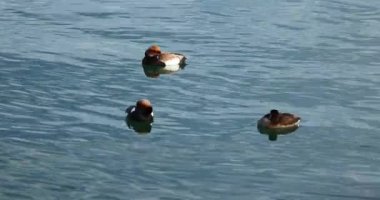Sudaki ördekler Video 8 bin