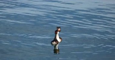 Great grebe (crested grebe podiceps cristatus) Kuzey İrlanda 'da bir gölde Video 8k