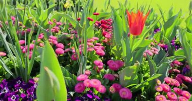 Rorschach Video 8k 'deki Stockholm şehri manzarası