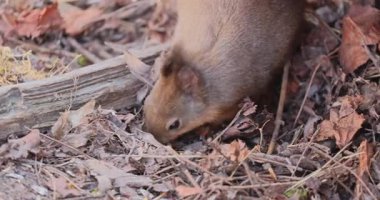 squirrel on a tree Video 8k