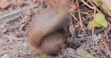 Sincap yerde bir sincap yiyor, video 8k 'yi kapatın.