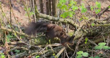 Sincap, veya siurus vulgaris Video 8k