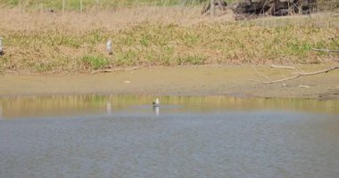 Sudaki küçük beyaz balıkçıl. Video 8 bin.