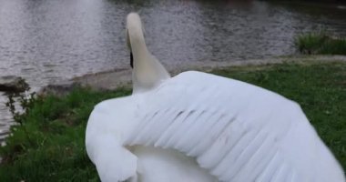 Gölde beyaz kuğu
