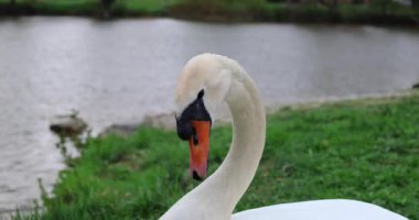 Yeşil çimen arka planda beyaz kuğunun yakın plan çekimi.