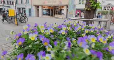 Ormanda güzel bir şelale Rheinfall 8k ultra hd