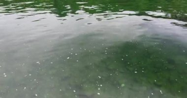 Ormanda güzel bir şelale Rheinfall 8k ultra hd