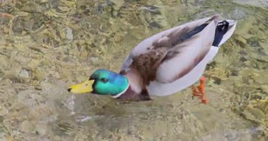 Ördek suda yüzüyor.