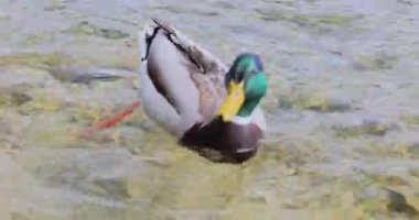 Ördek suda yüzüyor.