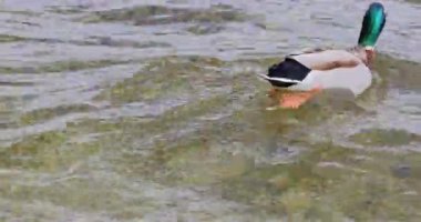 Suda yüzen bir grup ördek. 8k ultra HD.