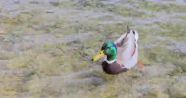 Ördek suda yüzüyor.