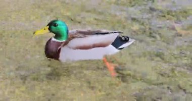 Suda yüzen bir grup ördek. 8k ultra HD.