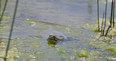 Göletteki kurbağanın yakın plan fotoğrafı.
