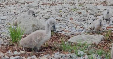 Göldeki beyaz ördek sürüsü. 8k ultra HD. 