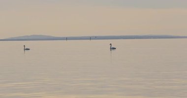 Parktaki gölün güzel manzarası 8k ultra HD 