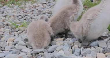 Gölde beyaz kuğu. 8k ultra hd. 