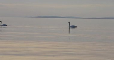 Gölde beyaz kuğu var. 8k ultra hd. 