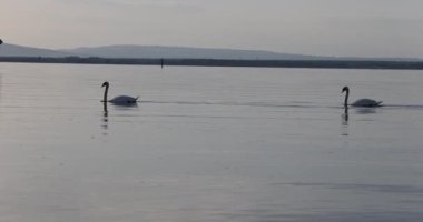 Gölde yüzen kuğu yansıması 8k ultra HD 