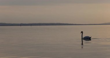 Gölde kuğu. 8k ultra hd. 