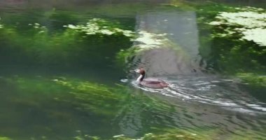 Parktaki bir nehirde bir ördek yüzüyor. 8k ultra HD. 